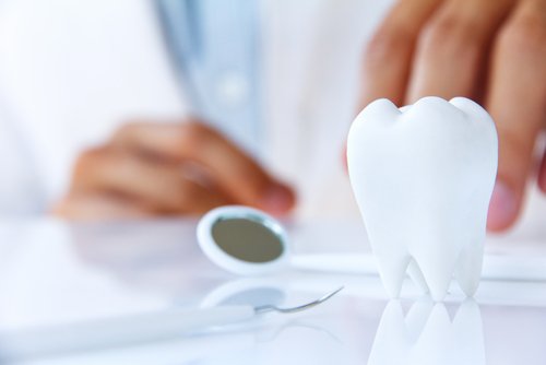 A tooth model | Dental and Orthodontic Insurance